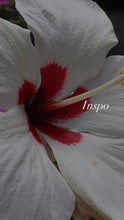 Flores top