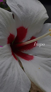 Flores top
